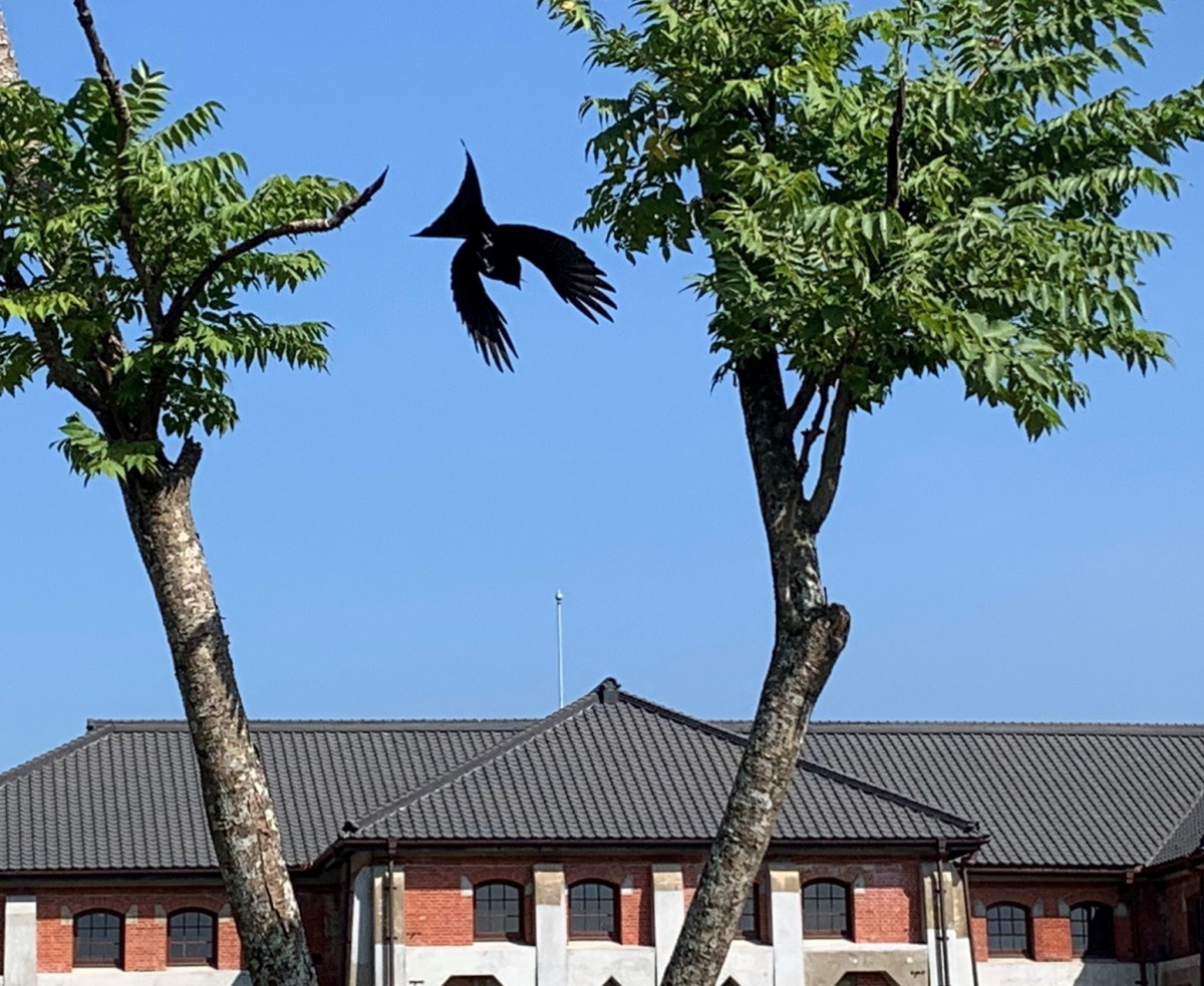原苗圃留下的樹木花草，豐富林相孕育多種禽鳥及生態。圖／黃文鍠提供