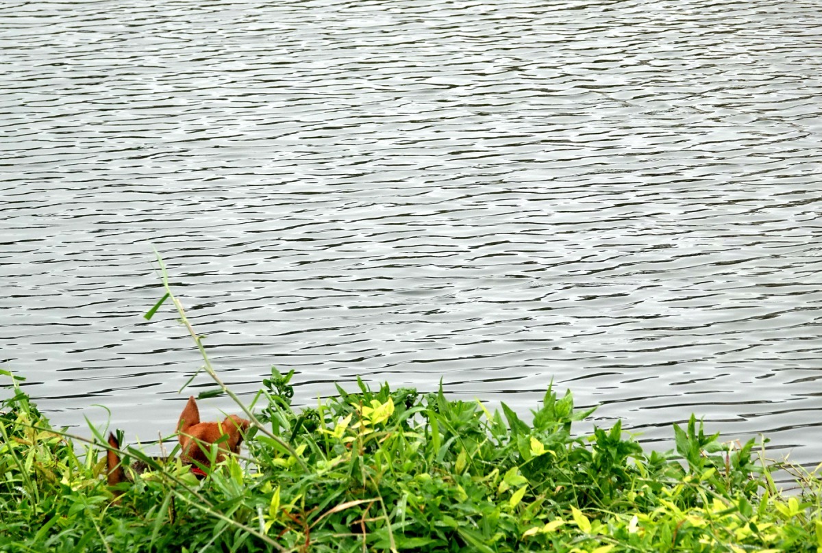其中一隻狗要涉水追捕。高維奇／攝