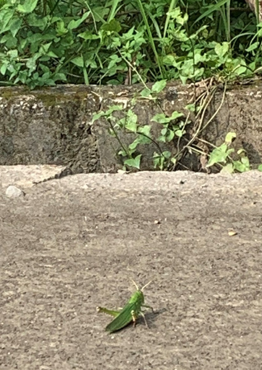 園區生態豐富，樹林中隨時以看到各式昆蟲。圖／黃文鍠提供