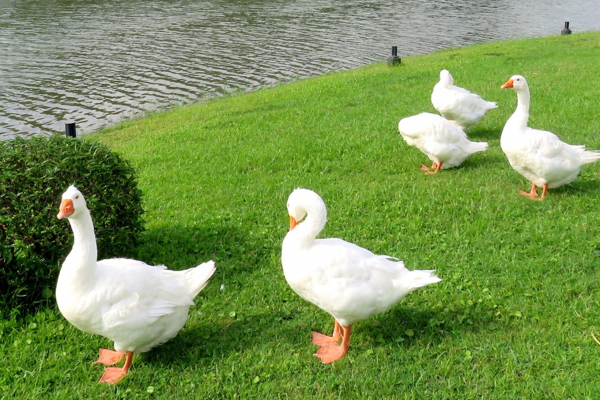 除野生動物外，人工飼養的水禽也會遭流浪狗驚擾獵捕。高維奇／攝