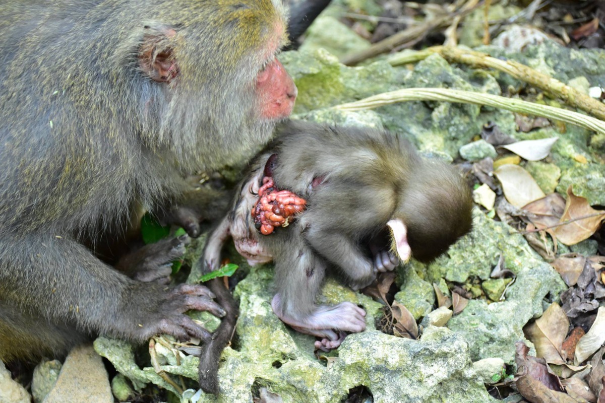 遭攻擊受傷的幼猴。攝/壽山林先生 希望/提供