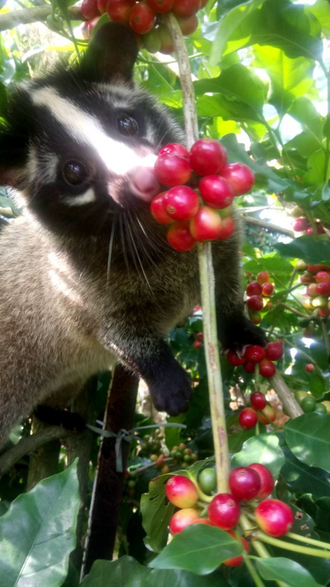 張文田將寵物果子狸帶到咖啡園，隨即爬上樹大啖咖啡果實。