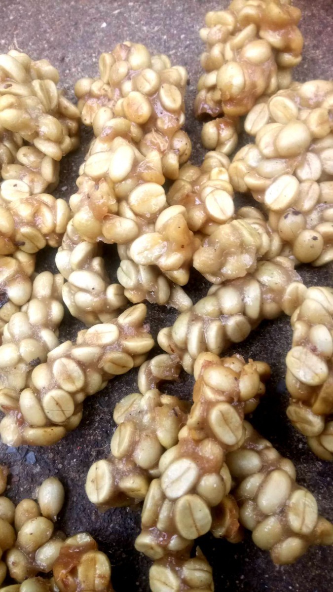 咖啡籽無法消化，麝香貓或果子狸吃進肚子排出來後加工製成特殊風味的咖啡。