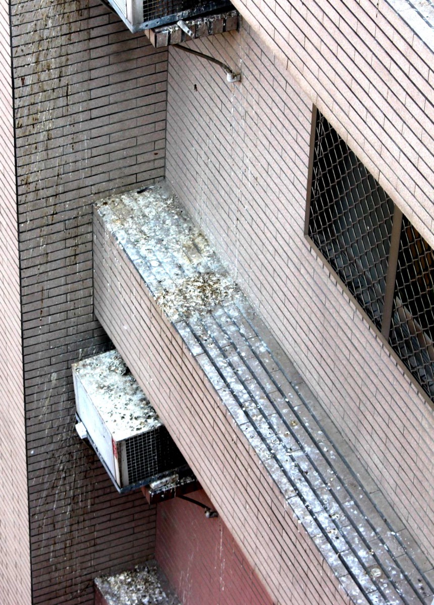 被野鴿棲息的大樓住宅，全體住戶定時掃除鴿糞及消毒，免除禽流感傳染疑慮。高維奇／攝