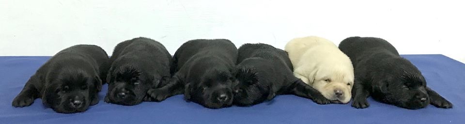 5月9日誕生的6隻小警犬，「福星」是唯一的黃毛小子。新北市警犬隊/提供
