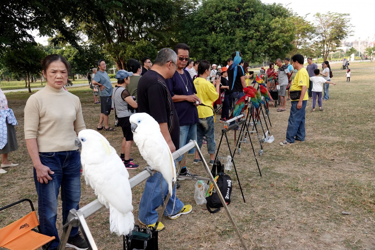 衛武營園區每逢星期三、六、日的鸚鵡鳥聚。高維奇/攝