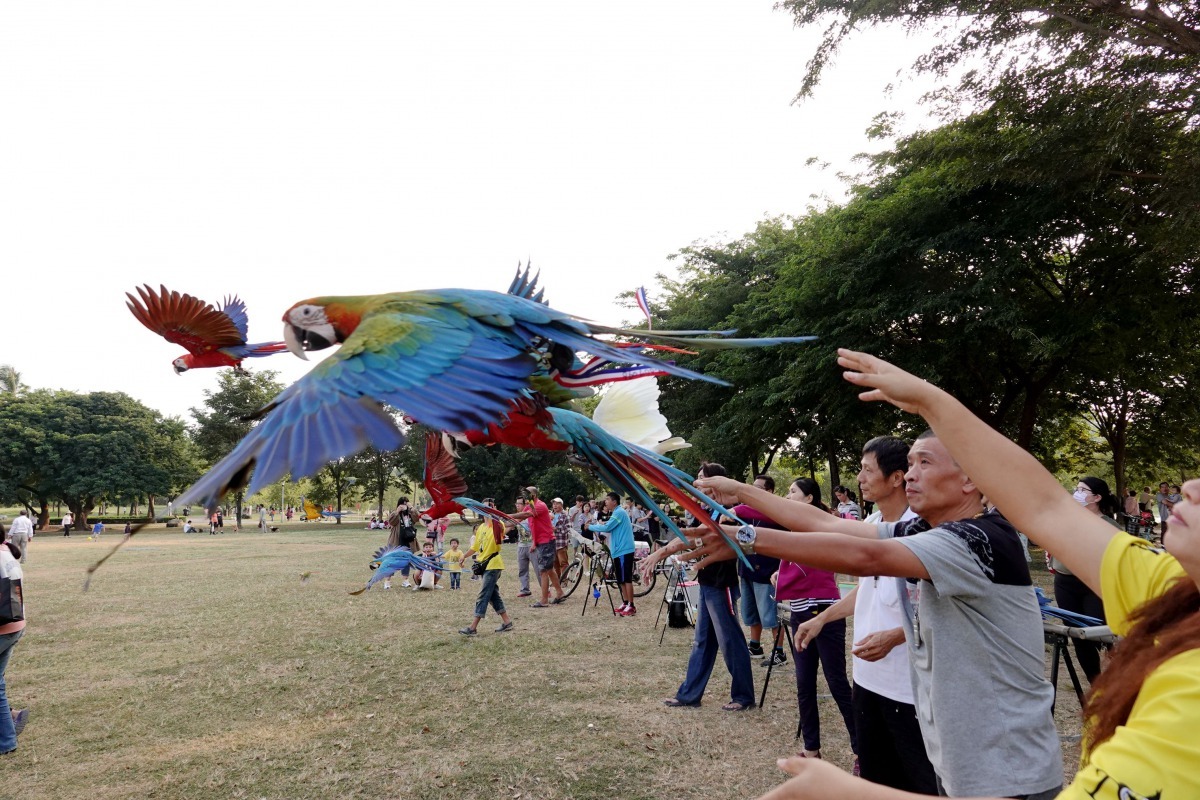 鳥主們齊喊口令鬆手放飛。高維奇/攝