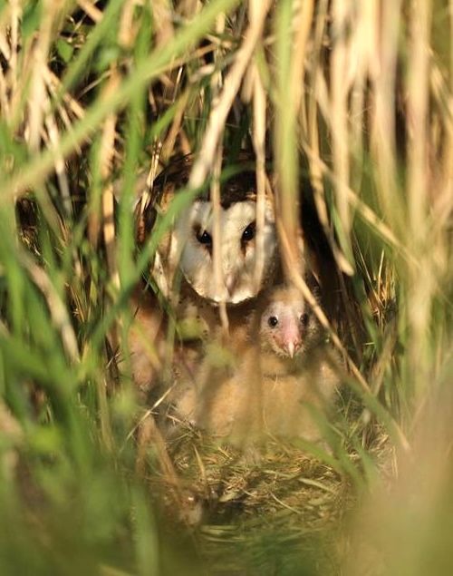草鴞母鳥與幼鳥在巢位中。圖／高雄鳥會草鴞團隊提供（在高雄拍攝）