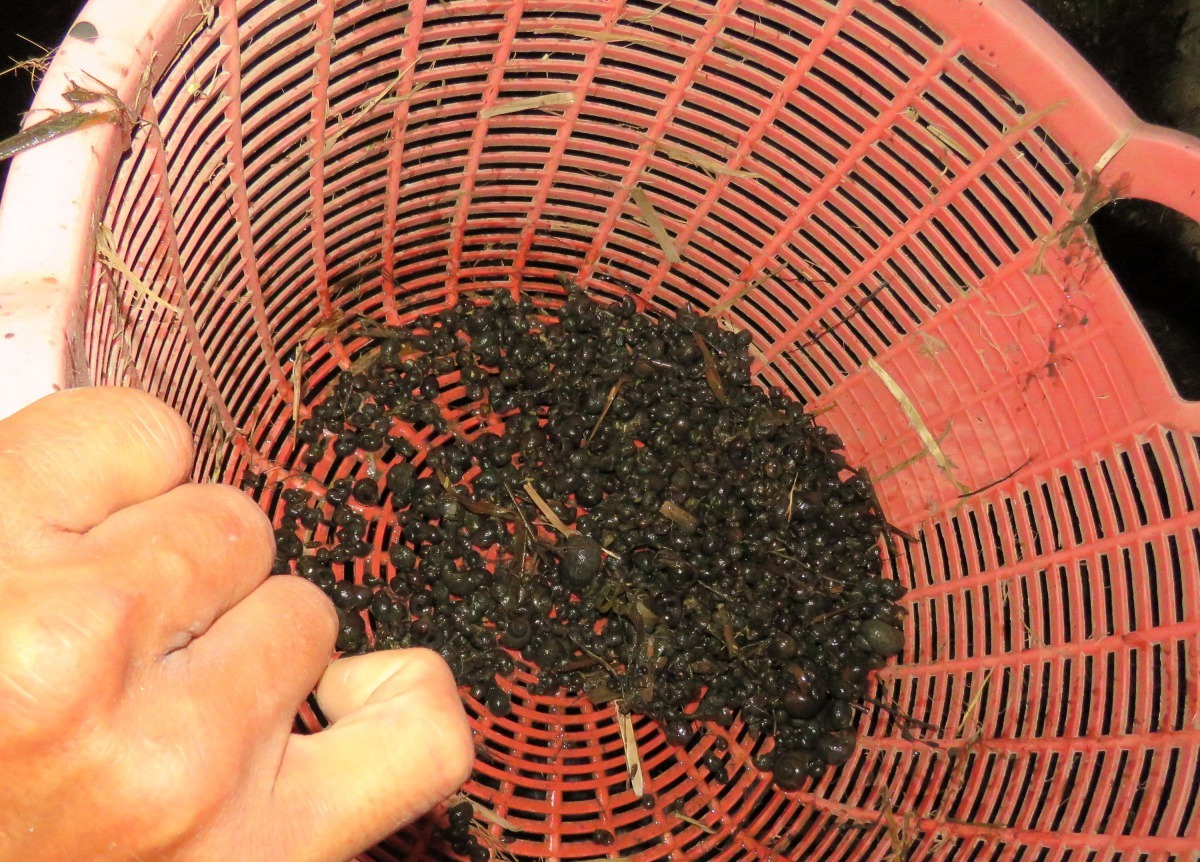大量捕撈供釣餌及魚飼料，福壽螺仍嚴重危害農作物。高維奇／攝