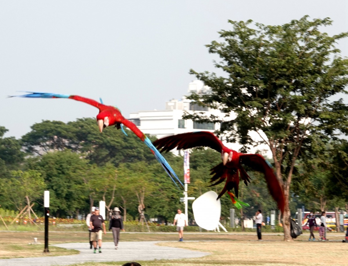 鸚鵡放飛後會在草坪上空盤旋，不會飛遠。高維奇／攝