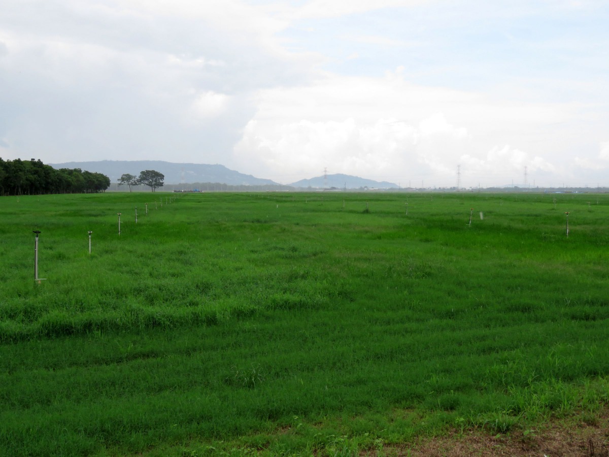 沙崙農場已知是草鴞重要的覓食區，農場內豐富的生態，可以提供草鴞源源不絕的食物。高維奇／攝