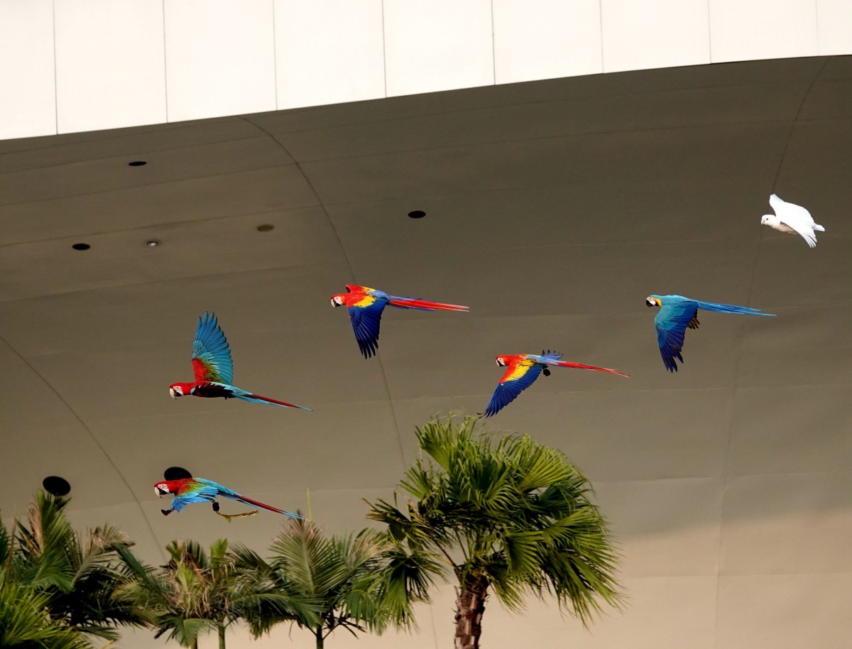 很多民眾第一次到衛武營園區,卻意外看到鸚鵡放飛。高維奇/攝