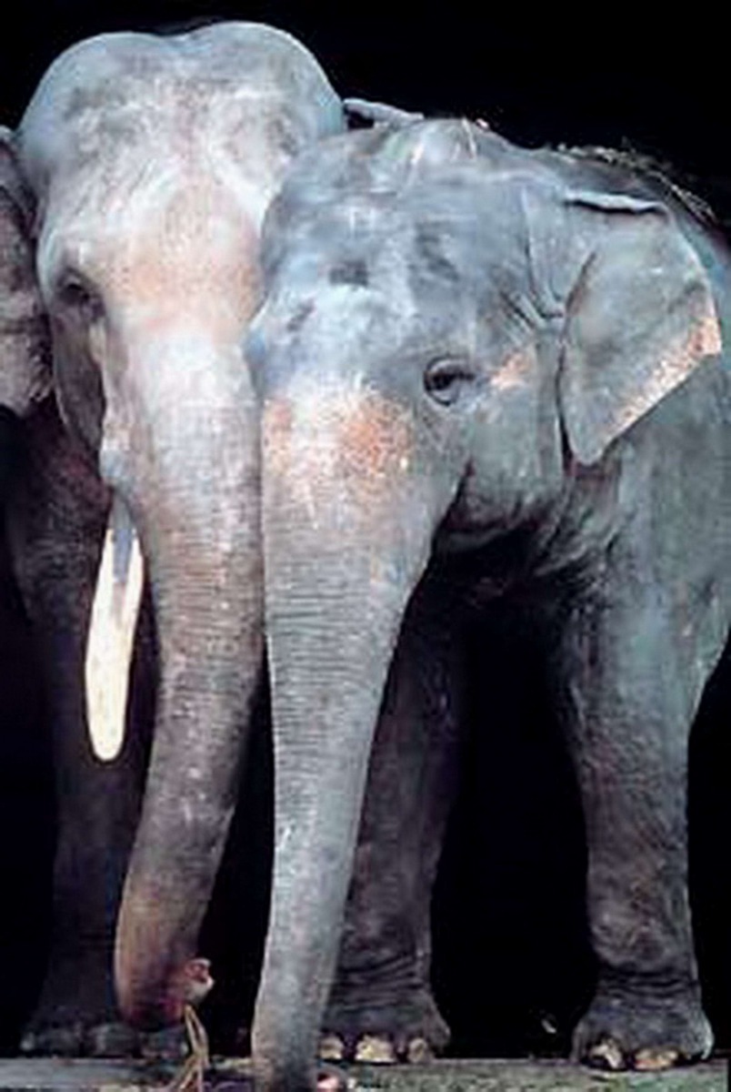 林旺與馬蘭這對老少大象夫妻是台北市立動物園的明星動物，伴隨著許多小朋友成長。台北市立動物園/提供