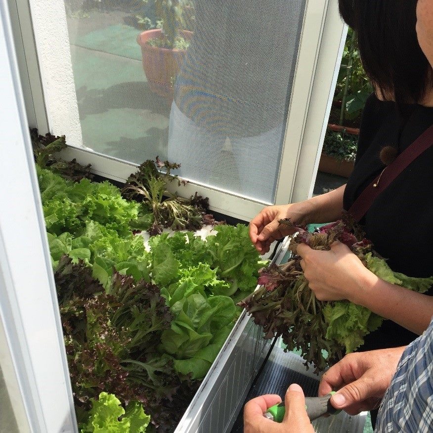 綠屋頂魚菜共生系統採收作業中。臺北市公園處/提供