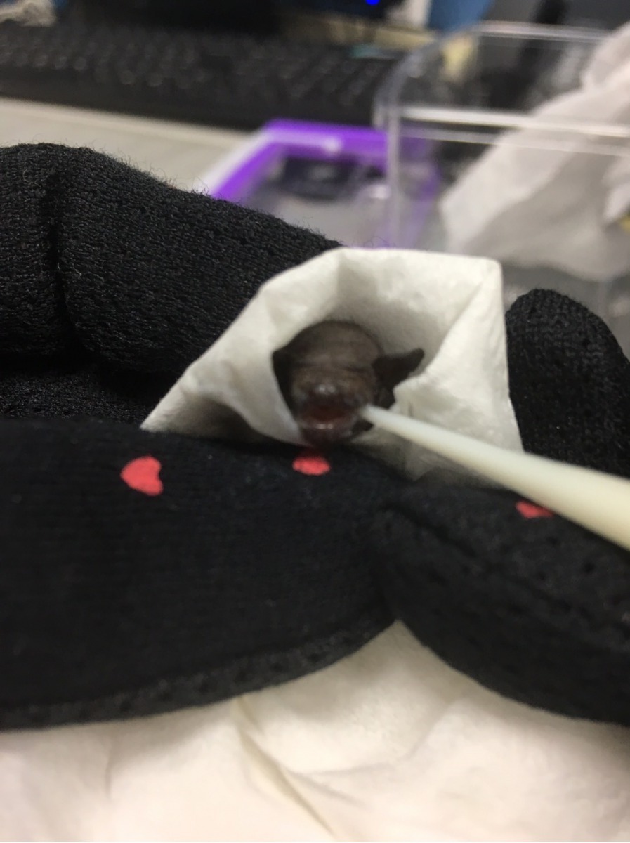 動保員示範如何用奶瓶哺育幼蝠。新北市動保處/提供