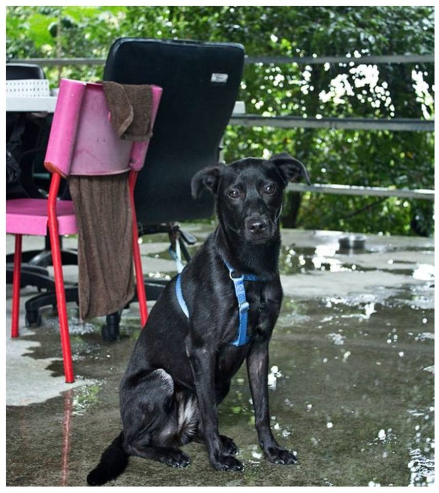 被主人遺留在動物之家的「BiBi」在雨中等待主人回來接牠。新北市動保處/提供