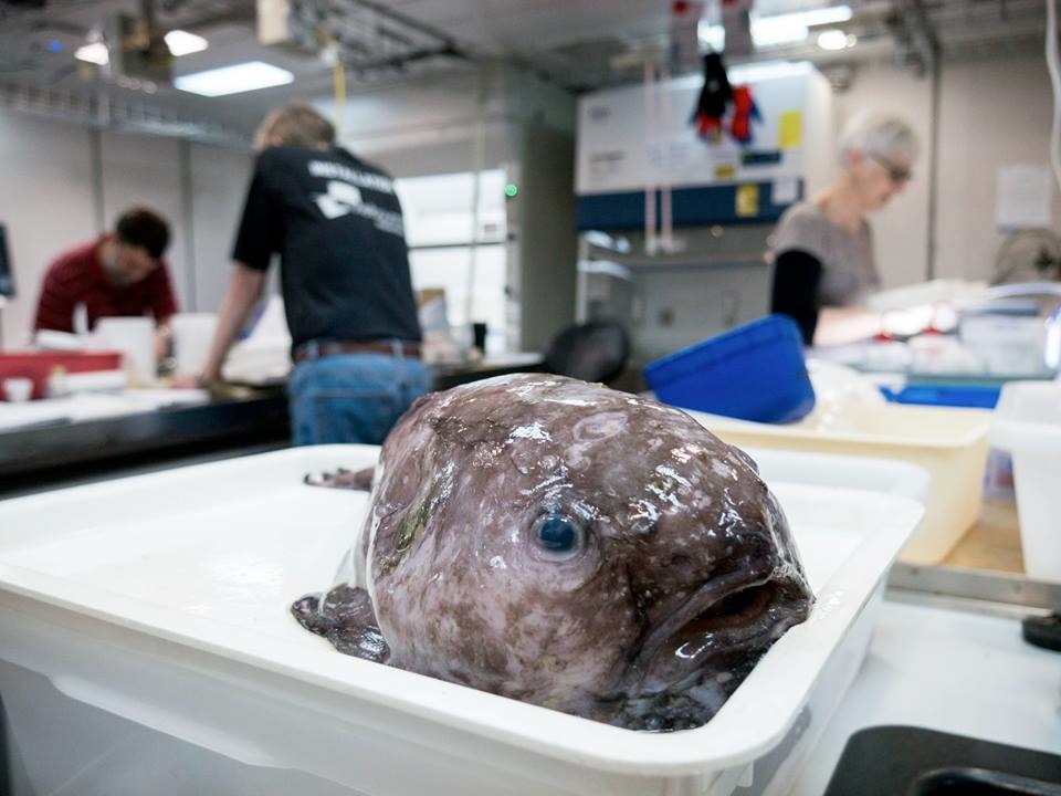 圖為這次澳洲研究團隊抓到的水滴魚，是「世界第一醜」Mr Blobby的近親。 Photo: The Plains Producer, newspaper