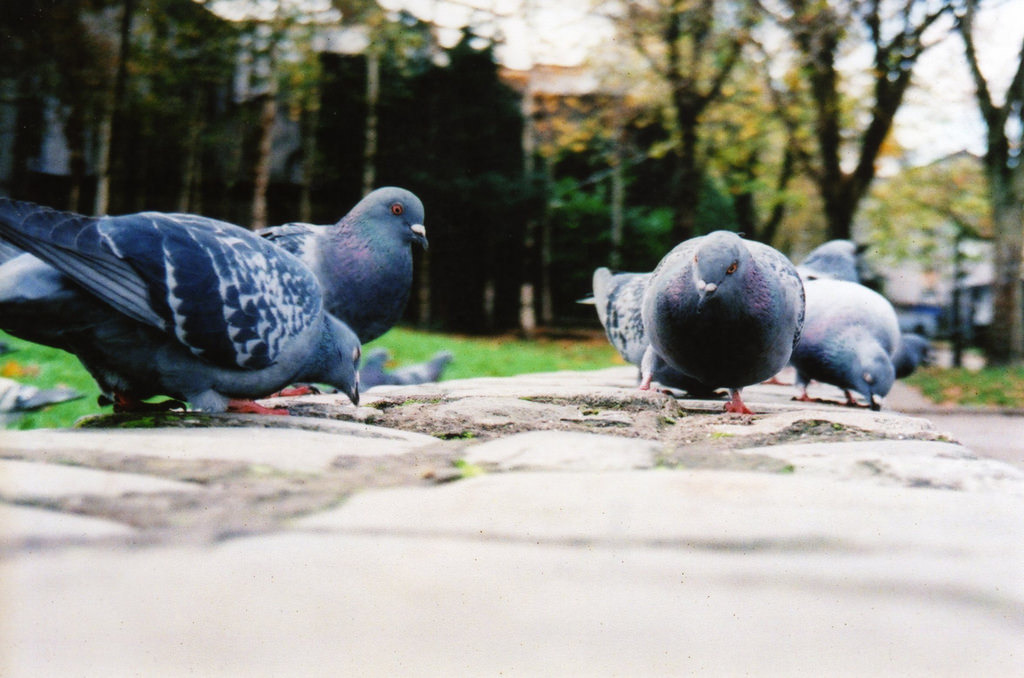 鴿子。圖片來源：Fygget（CC BY-NC-ND 2.0）