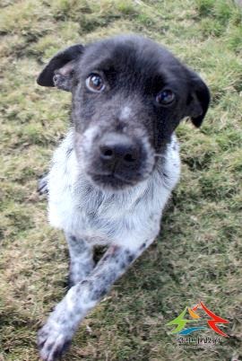 台中市動物之家南屯園區培訓犬PUMA。台中市政府/提供