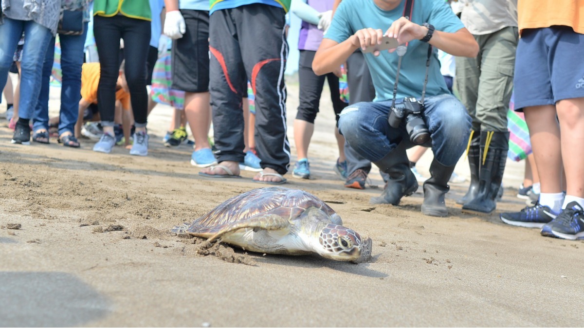 民眾參與野放及淨灘，以行動支持生態保育。劉凱/攝
