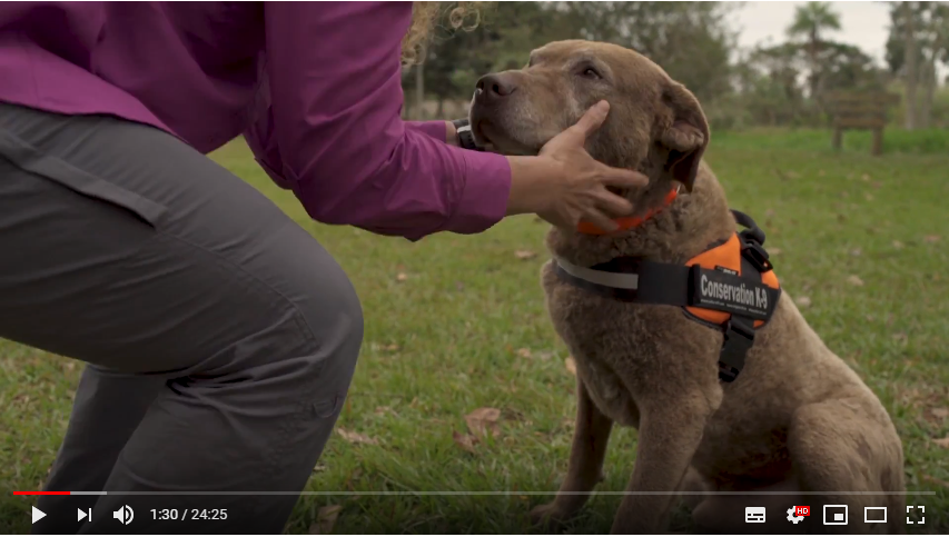 在阿根廷工作的保育工作犬「小火車」,靠著聞便便協助田野調查。 Photo: Testimonios - de los cuatro vi
