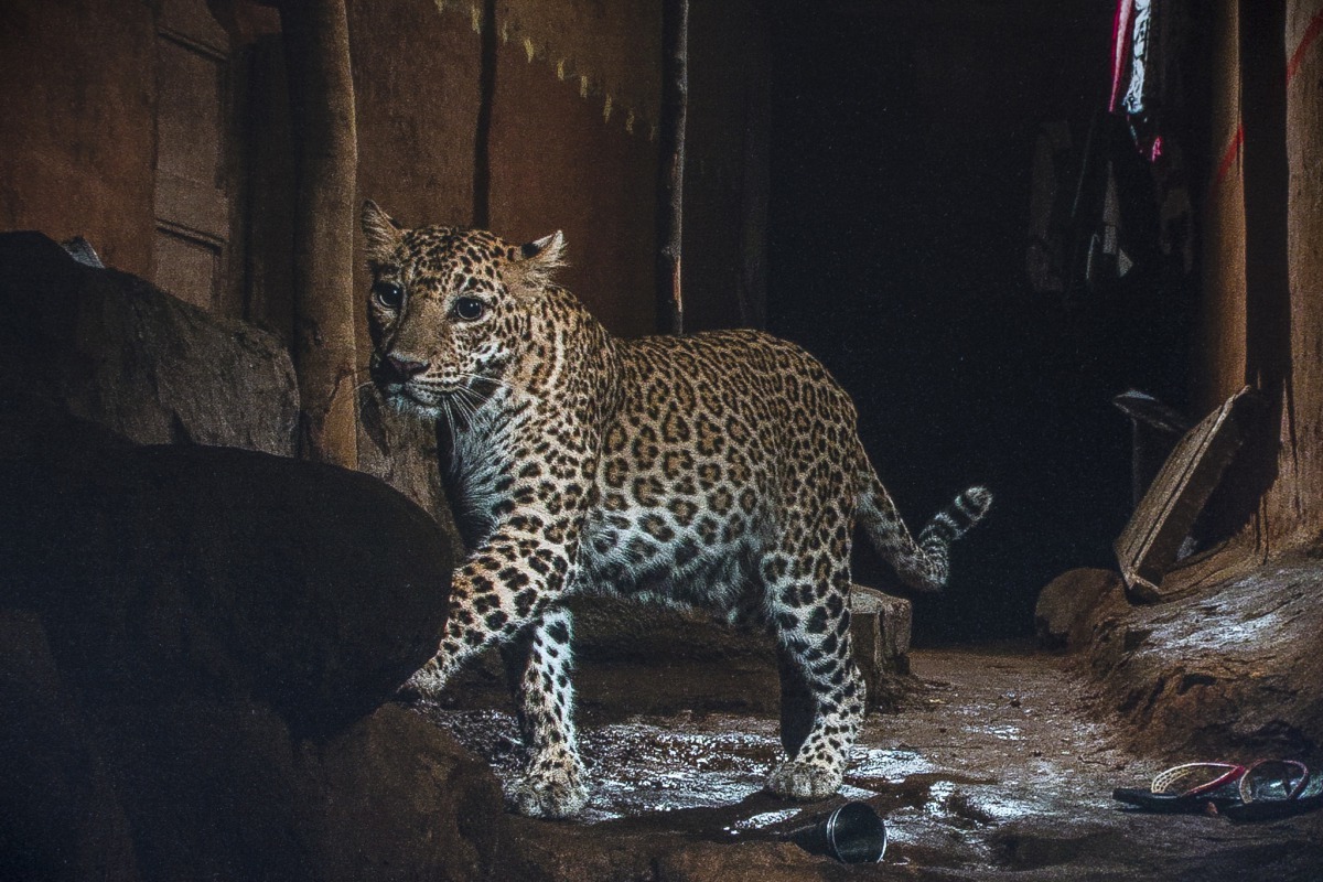 圖為一隻居住在孟買桑賈伊甘地國家公園附近的花豹。牠們以野狗為食，降低了人們遭野狗咬傷罹患狂犬病的風險。 Photo: A.Davey