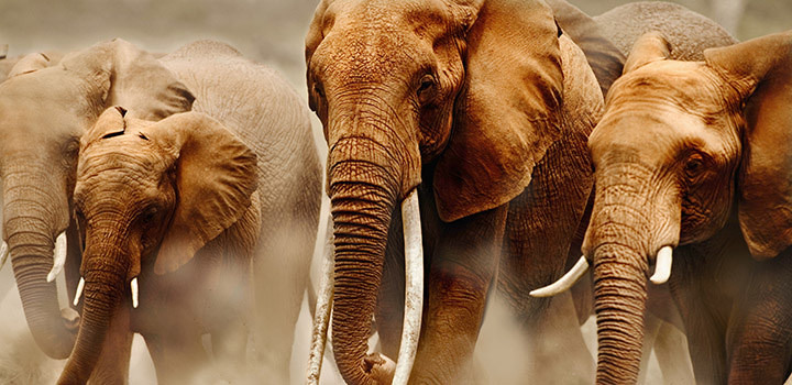 非洲象（Loxodonta africana）每天需要喝150至300升的水，氣候變遷可能衝擊牠們的水源供給。圖片來源：WWF