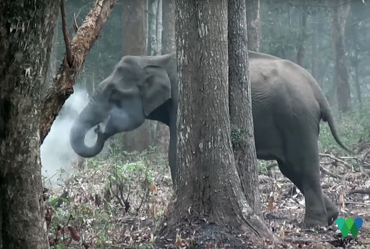 前一陣子,這張大象「吞雲吐霧」的照片可說引起了人們好奇。 Photo: WCS India Program
