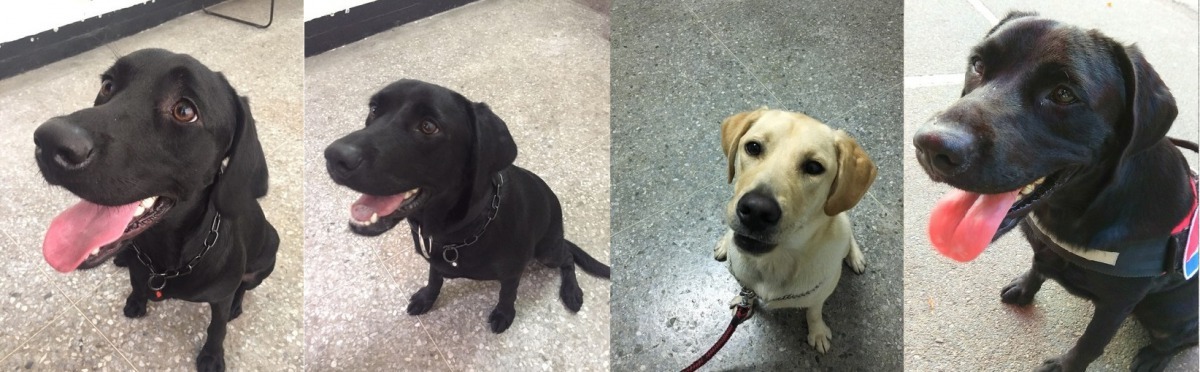 台中市4隻萌警花(左起) Tiny、Candy、Pinky、Bobby。台中市警局/提供