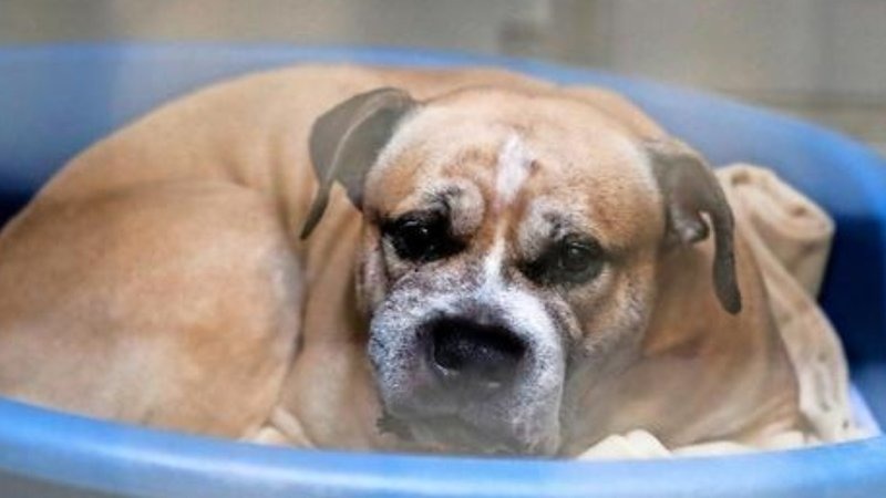 圖即為本來預計被安樂死的「奇哥」，牠是一隻斯塔福郡鬥牛㹴(Staffordshire Terrier)。Photo: change.org