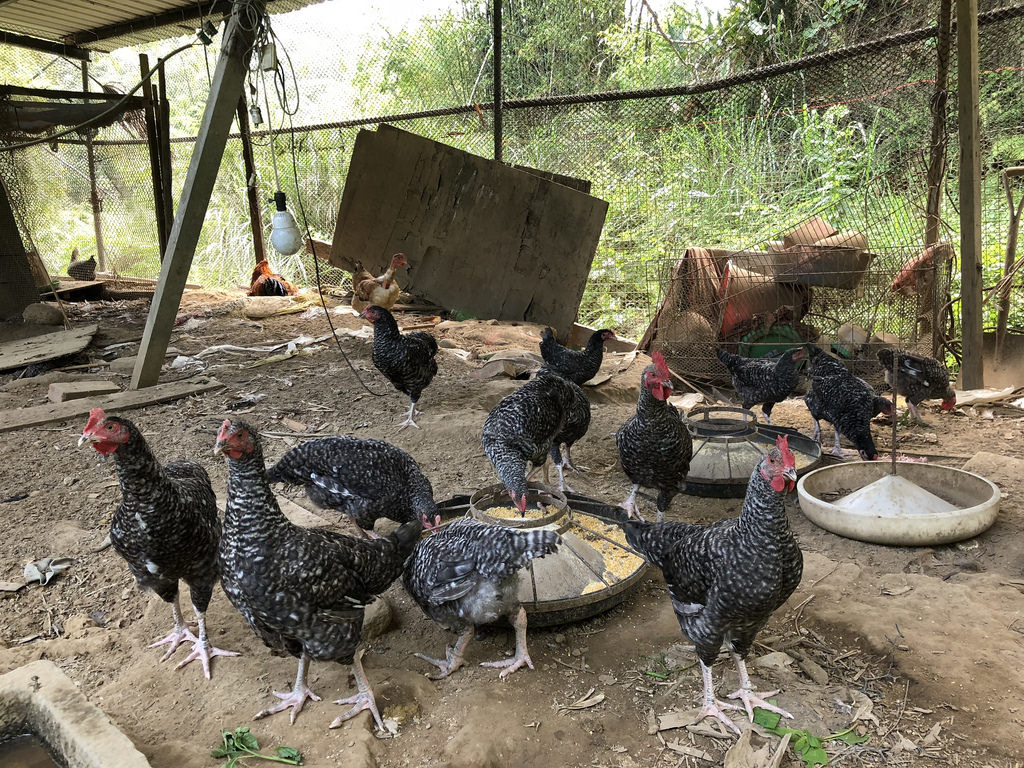 讓籠舍內的雞群平安長大，新竹林管處發展友善生態系的石虎防治策略。攝影：廖靜蕙