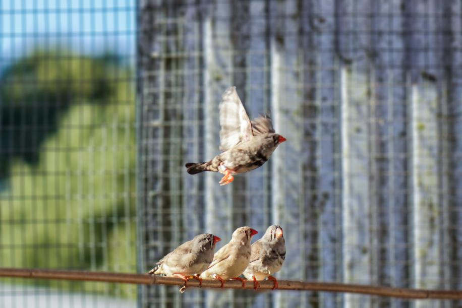 斑胸草雀。圖片來源：Atticus Pinzón-Rodríguez