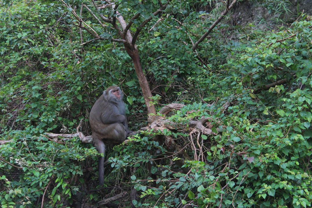 台灣獼猴。資料照片，廖靜蕙攝。