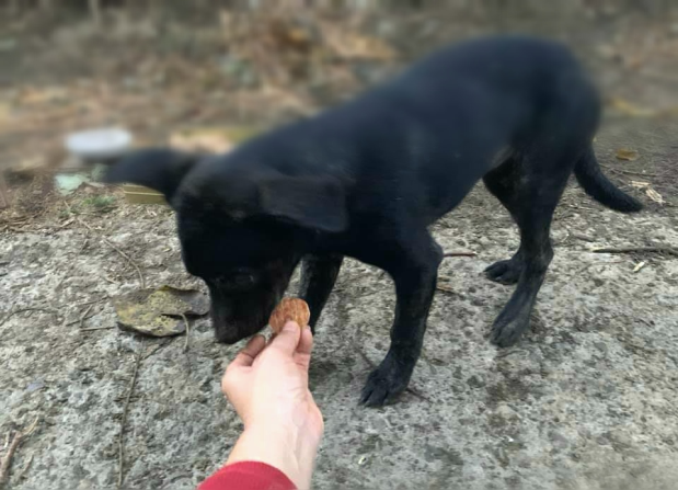 無家可歸的小黑鼻嗅著我的手和食物。何志明/提供