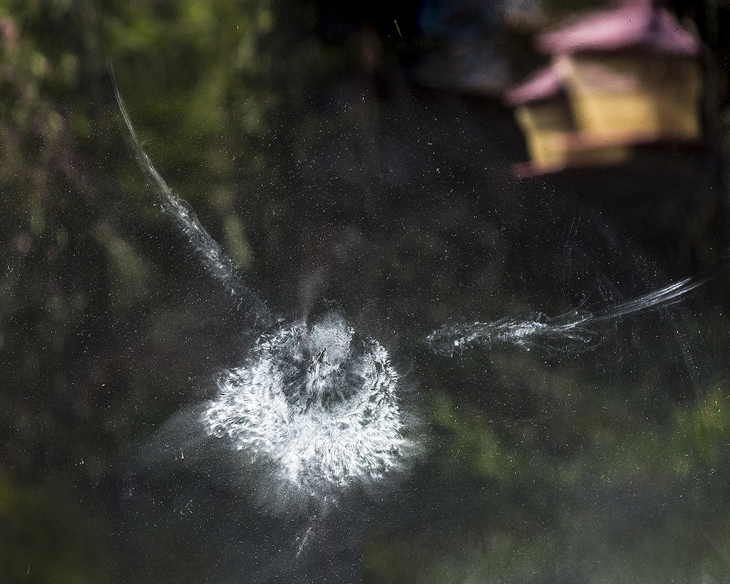 鳥撞到窗戶留下的印痕。圖片來源：Bill Gracey（CC BY-NC-ND 2.0）。