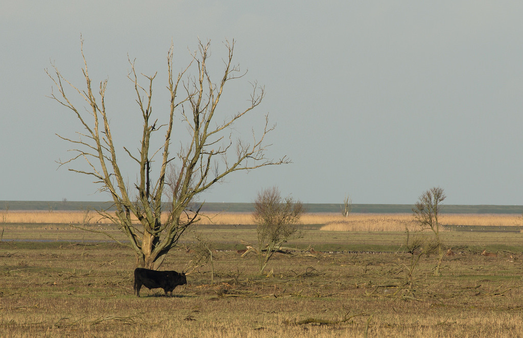荷蘭「Oostvaardersplassen」有越來越多動物挨餓死亡。圖片來源：Bart Jekel（CC BY-NC-ND 2.0）