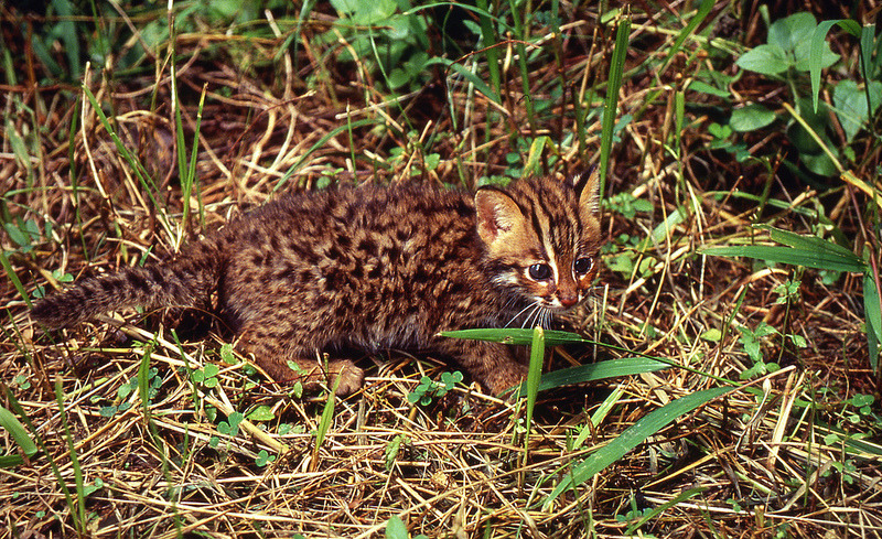 石虎資料照片,劉建男攝。