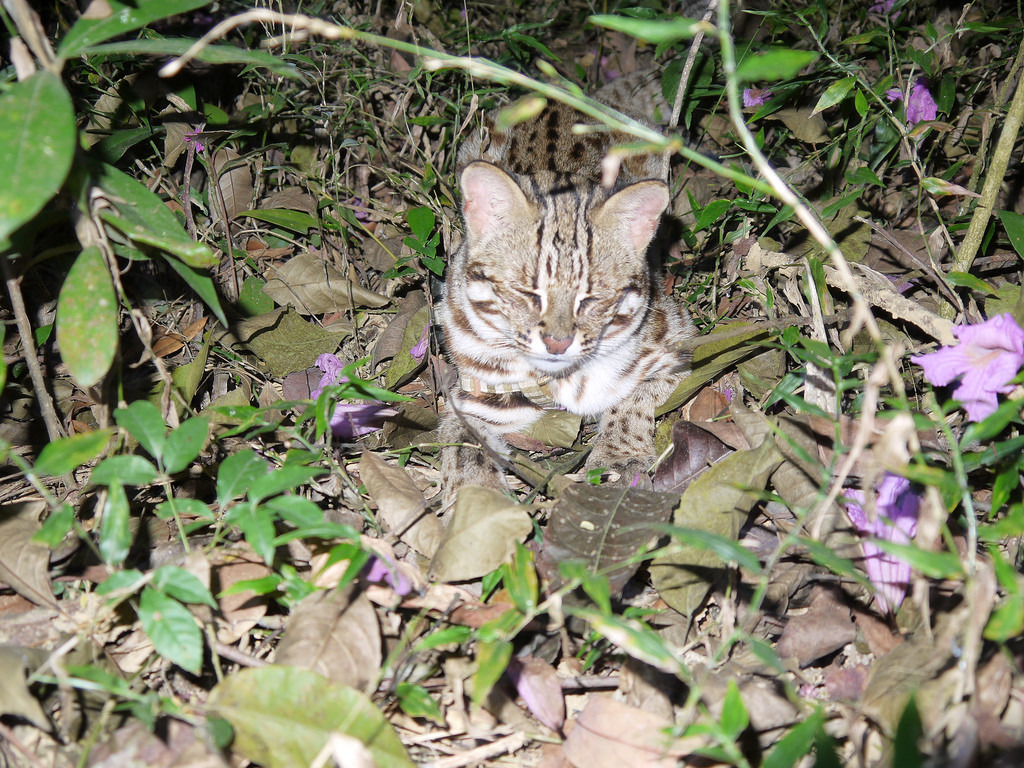 台灣愛虎好，原來要先管好流浪犬貓！圖為石虎資料照。攝影：陳美汀