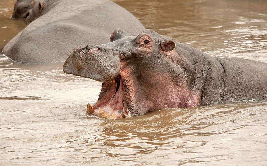 圖為一隻泡在馬拉河中張大嘴的河馬。經過五年的觀察，研究人員終於找到了害馬拉河下游魚群大量死亡的兇手。 Photo: Sergey Yeliseev