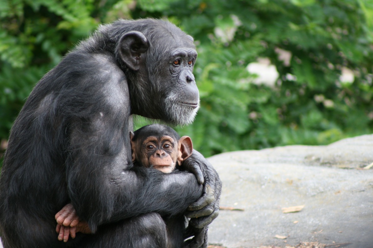 最近,一項研究發現人類如果和黑猩猩比誰的床乾淨,黑猩猩的家很有可能比你房間還要乾淨。 Photo: Fraser Clarke