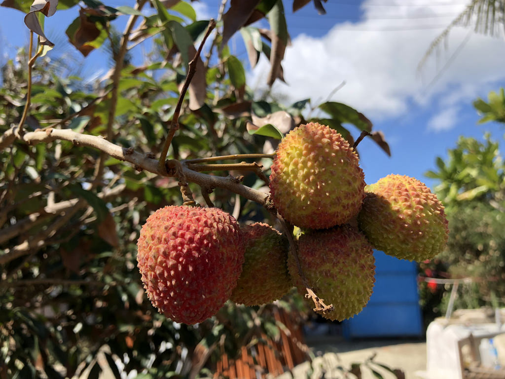 滿州鄉玉荷包荔枝產季即將結束。攝影：廖靜蕙