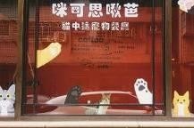 咪可思啾芭-貓中途寵物餐廳服務內容包括餐點及浪浪的中途寄養、送養、及後續追蹤。臺灣咪可思關懷流浪動物協會 /提供