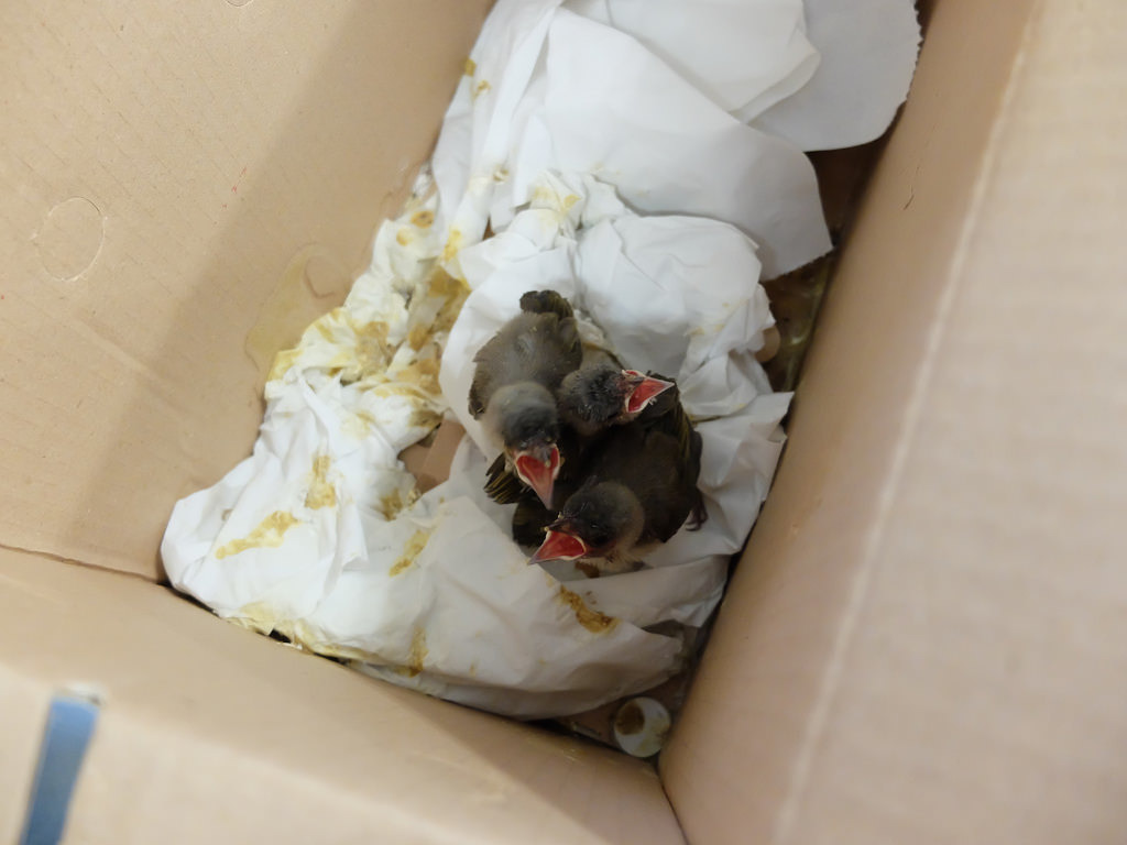 鳥類繁殖季是台北野鳥救傷中心最忙碌的時刻，大量雛幼鳥出生、學飛，民眾也有許多機會遇見牠們。但救傷中心強調，應確認牠們真的需要幫助再伸出援手。即使掉落巢外，等待鳥媽媽帶回照顧才是最好的處置。攝影：林睿妤。