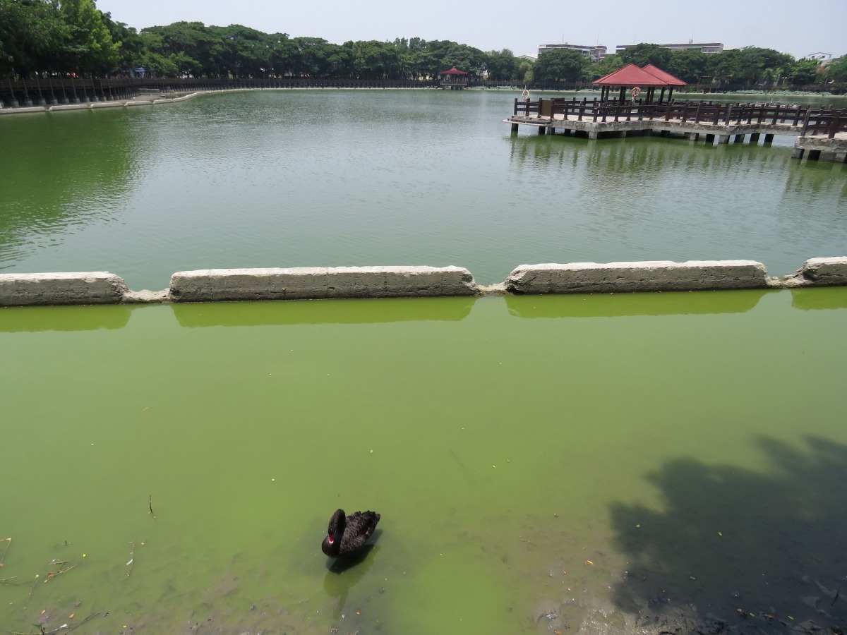 位於台南新營的天鵝湖只見一隻形單影隻的黑天鵝。高維奇/攝