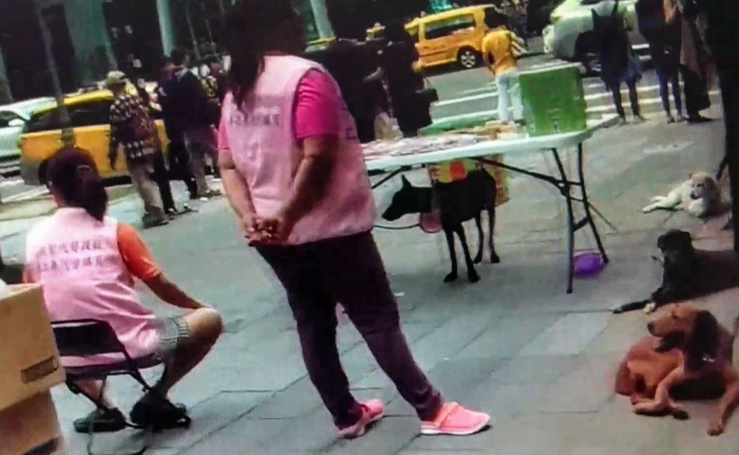 警方在信義區查獲有人帶流浪狗持偽造公文募款,騙取愛心。雨林/翻攝