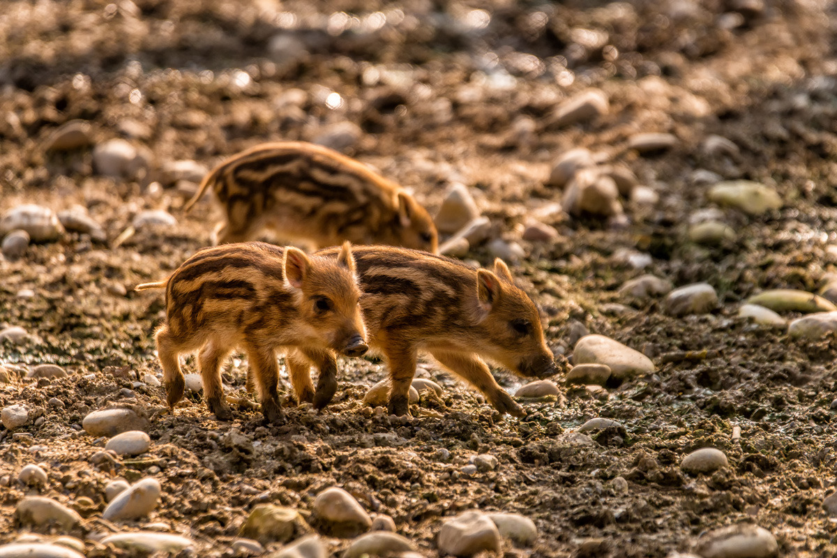 圖為三隻小野豬大步走。丹麥政府表示,他們打造這座圍籬是要防堵德國的野豬將非洲豬瘟傳來丹麥,進而影響到丹麥的豬肉出口。 Photo: Mike Heneghan
