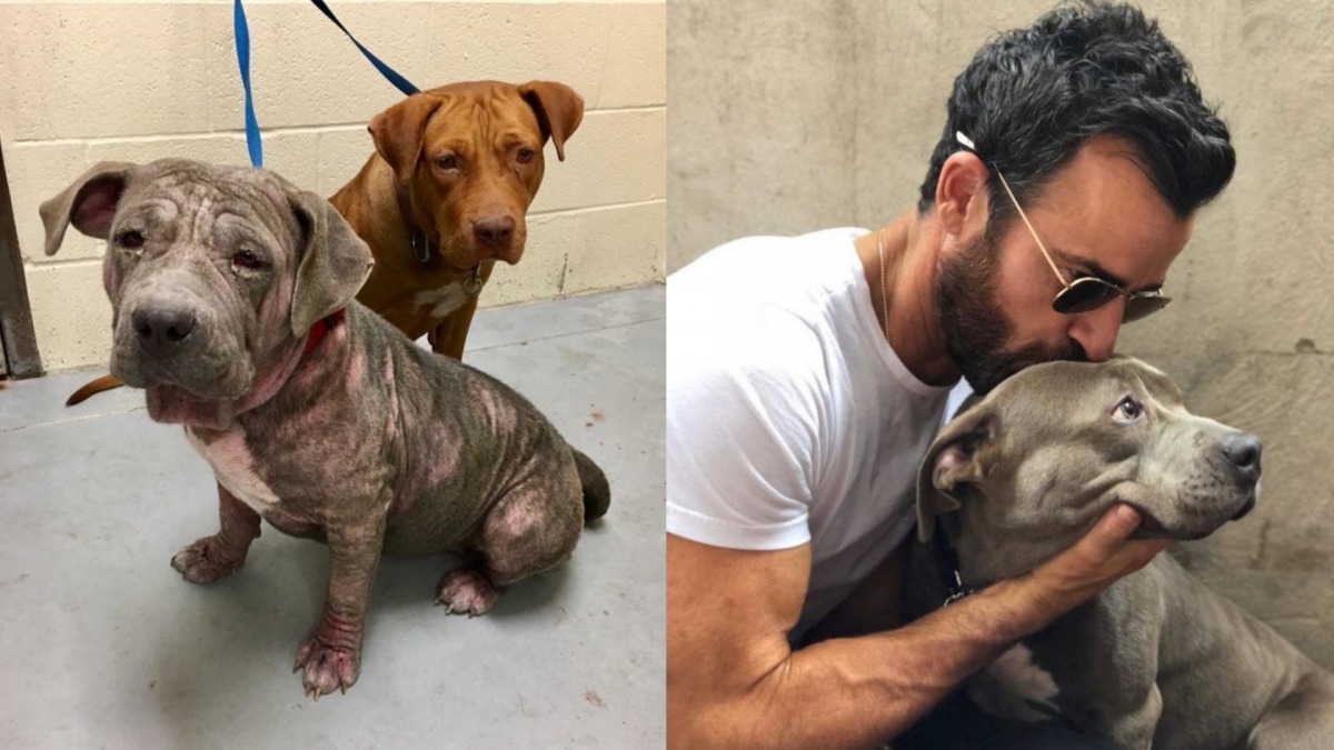 流浪狗遇上Justin Theroux後,人生出現翻天覆地的變化。(A Chance to Bloom Dog Rescue)