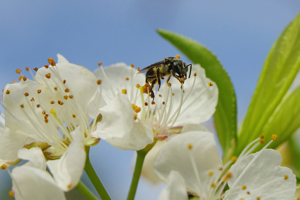  台灣原生無螫蜂授粉情形。攝影：伍憲章