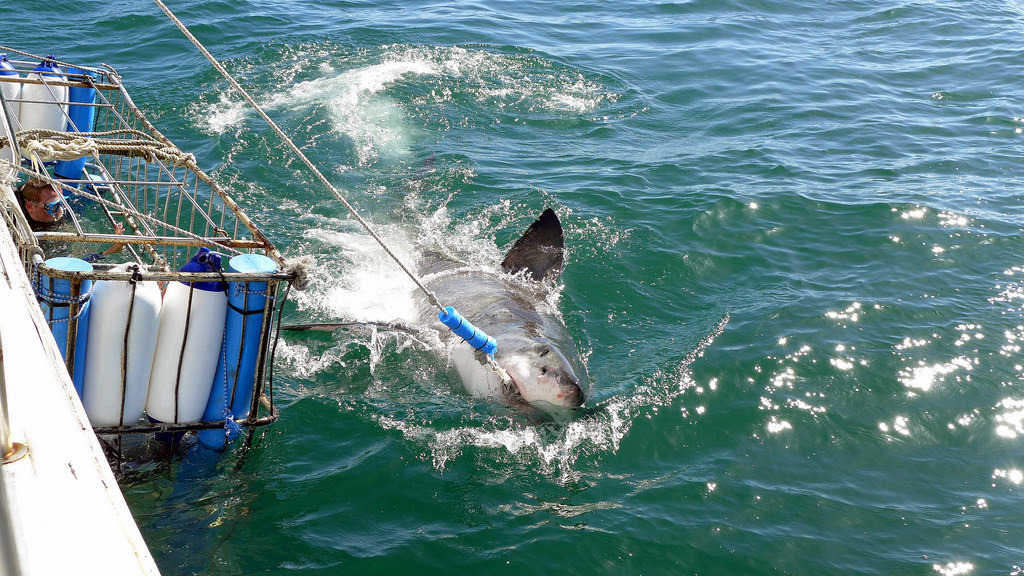「鯊籠潛水」是目前旅遊業中成長最快的產品之一。圖片來源：Armin Rodler（CC BY-NC 2.0）