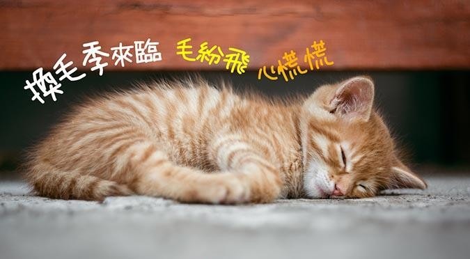 哈寵誌/提供